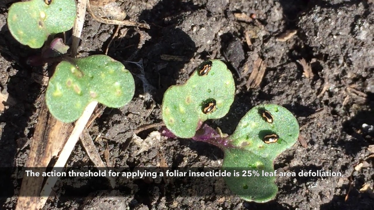 Canola Watch: Flea Beetle Thresholds