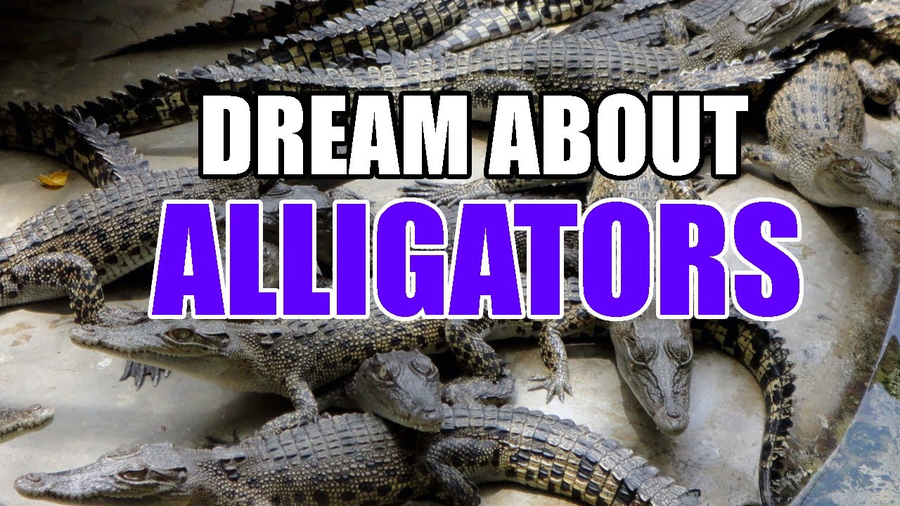 What Does It Mean When You Dream About Alligators? - Sign Meaning
