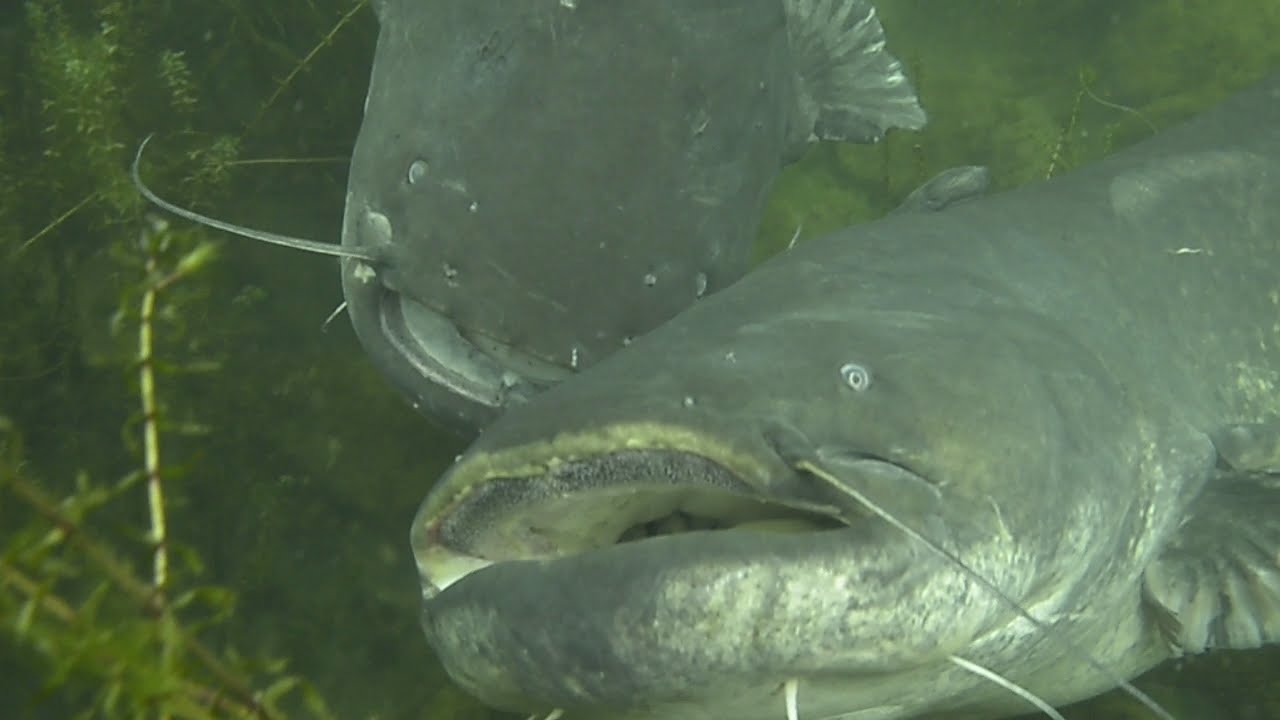 Mating of giant Catfish - Welspaarung