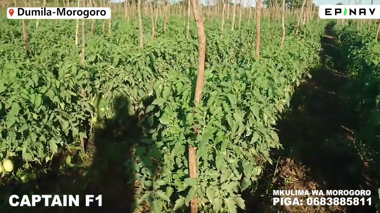 KARIBU DUMILA 0683885811  ILIKOLIMWA CAPTAIN F1 MBEGU PENDWA NA BORA SANA YA NYANYA KUTOKA EPINAV