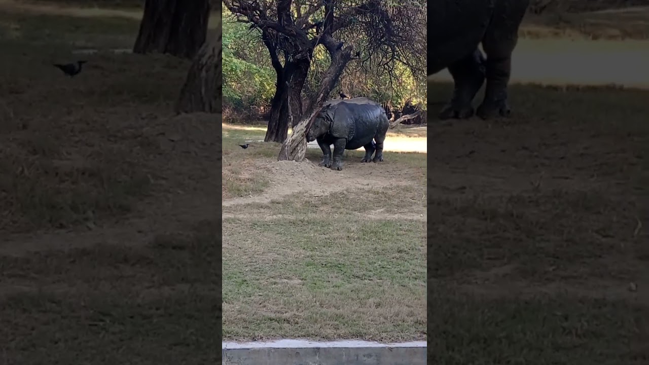 Animals In Delhi Zoo.😊||दिल्ली के चिड़िया घर के जानवर || 