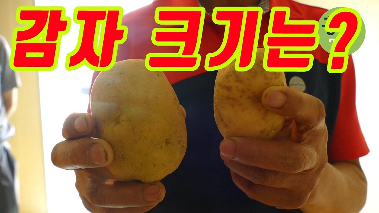 큰 감자의 비결은?