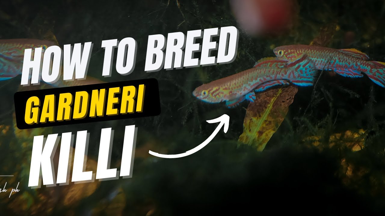 Gaano kadali magbreed ng Gardneri KilliFish??