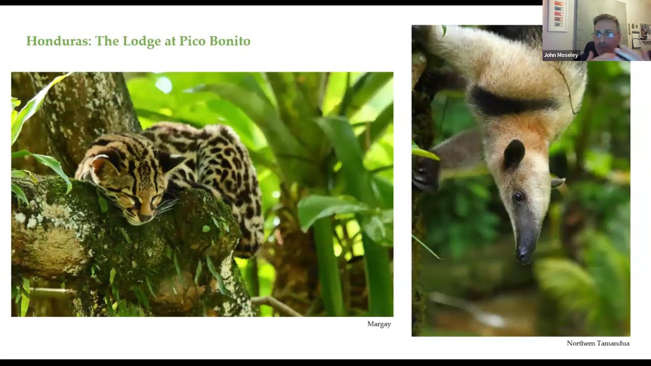 The Naturetrek Roadshow: Birding Honduras – The Lodge at Pico Bonito