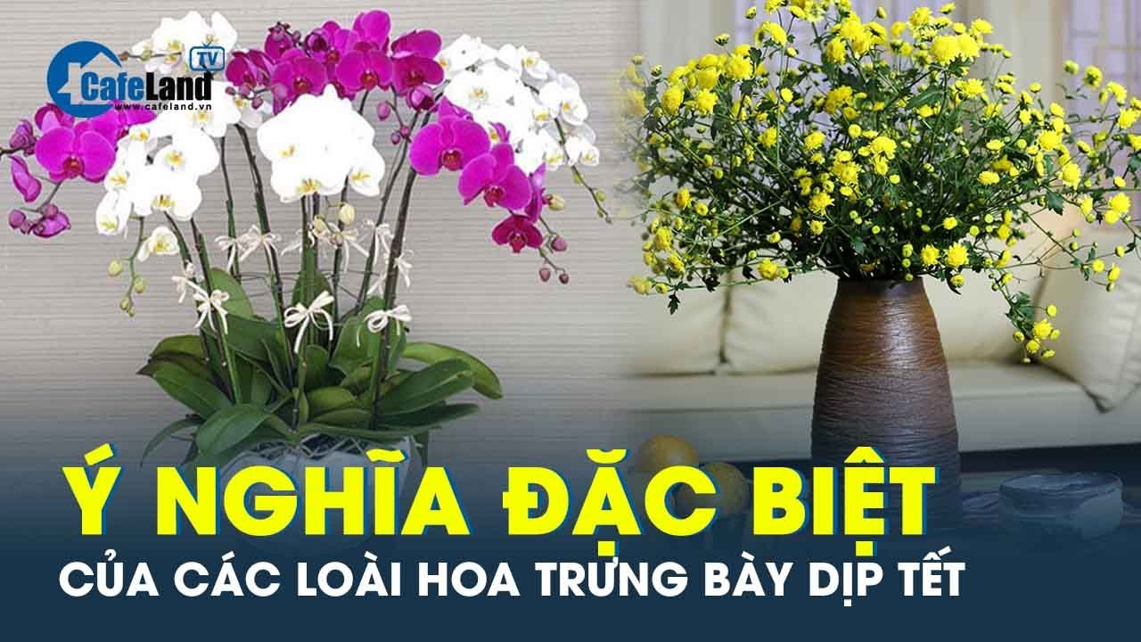 Ý nghĩa đặc biệt của các loài hoa thường được trưng bày dịp Tết | CafeLand
