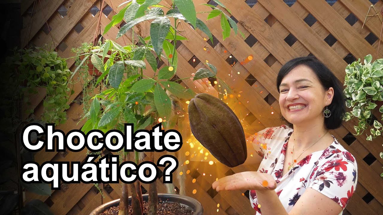 Chocolate aquático? Conheça a Pachira aquatica!