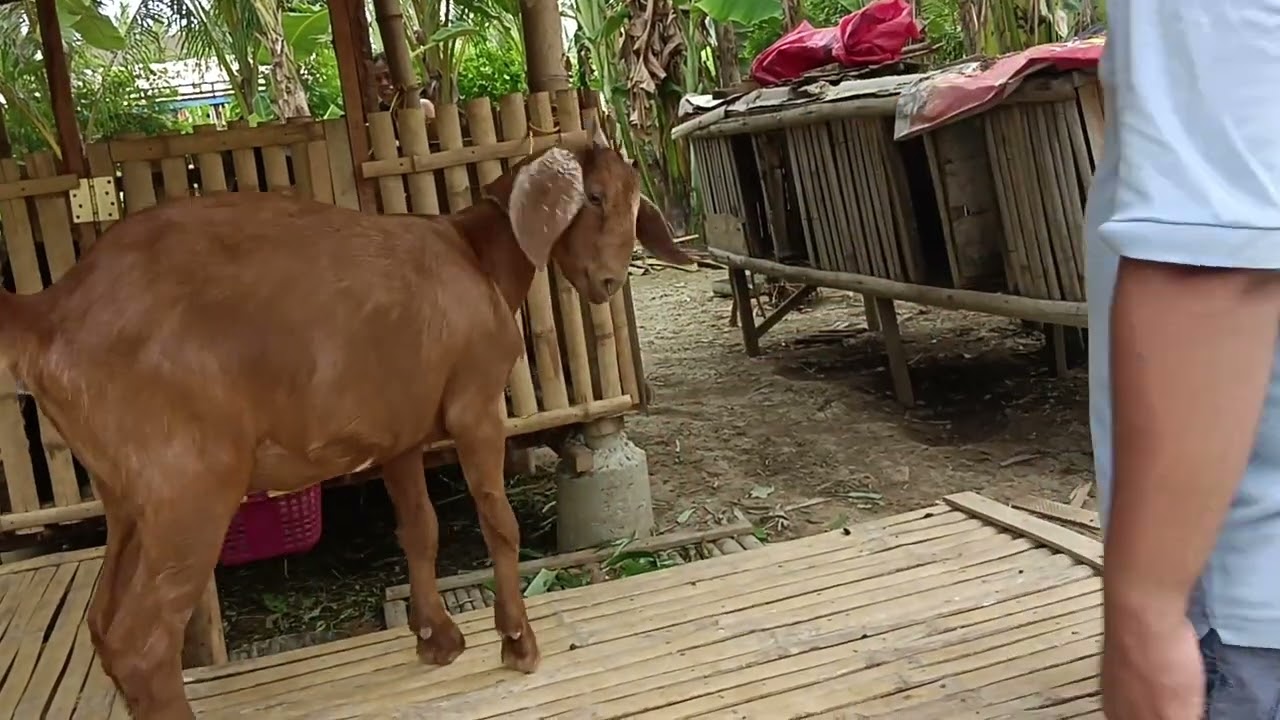 backyard farming in the Province