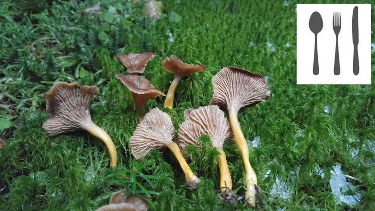 Pieprznik trąbkowy (Craterellus tubaeformis) Nowy Targ