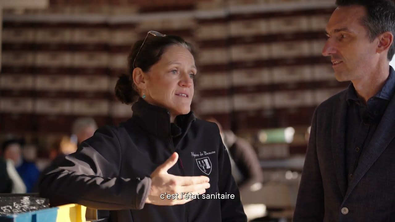 Vendanges 2024 au Domaine des Hospices de Beaune - interview de Ludivine Griveau par Albert Bichot