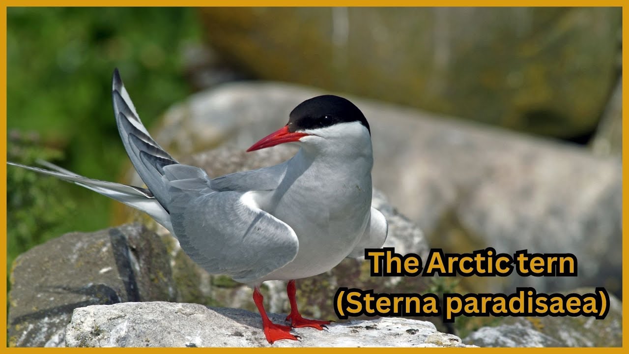 The Arctic Tern: The Longest Migrant Bird on Earth