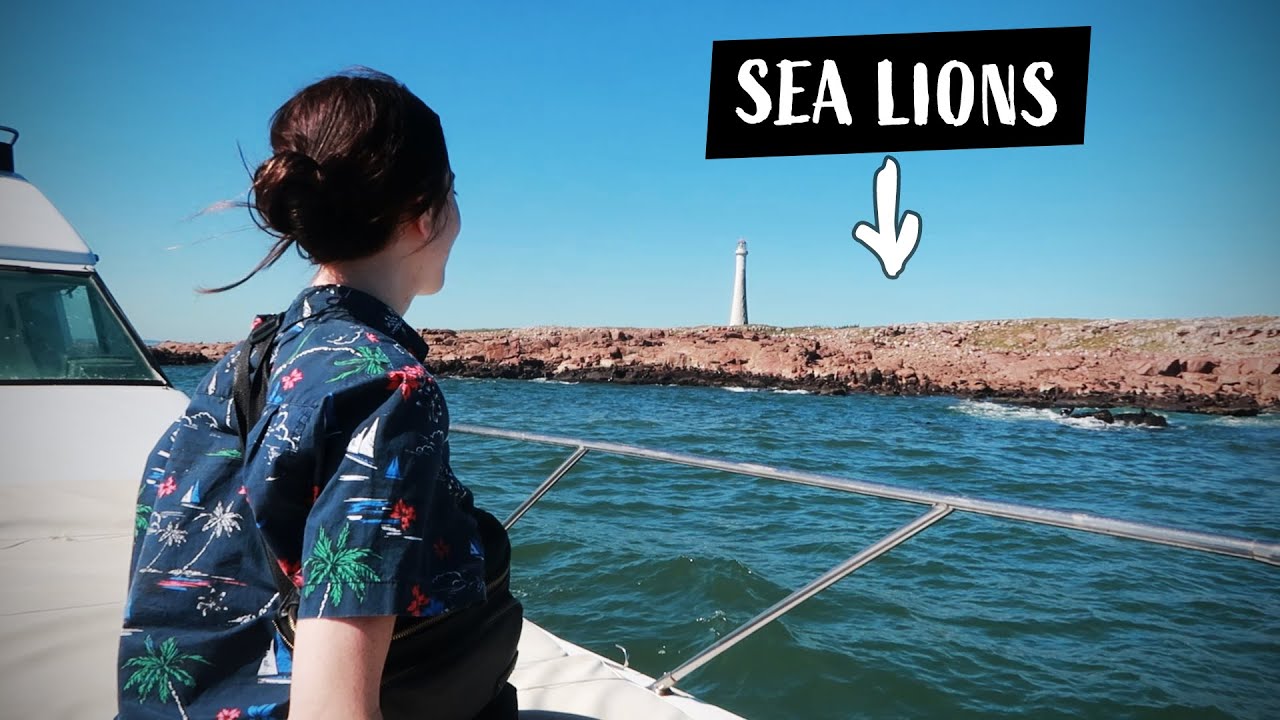 WEIRD things to do in URUGUAY | I swam with sea lions