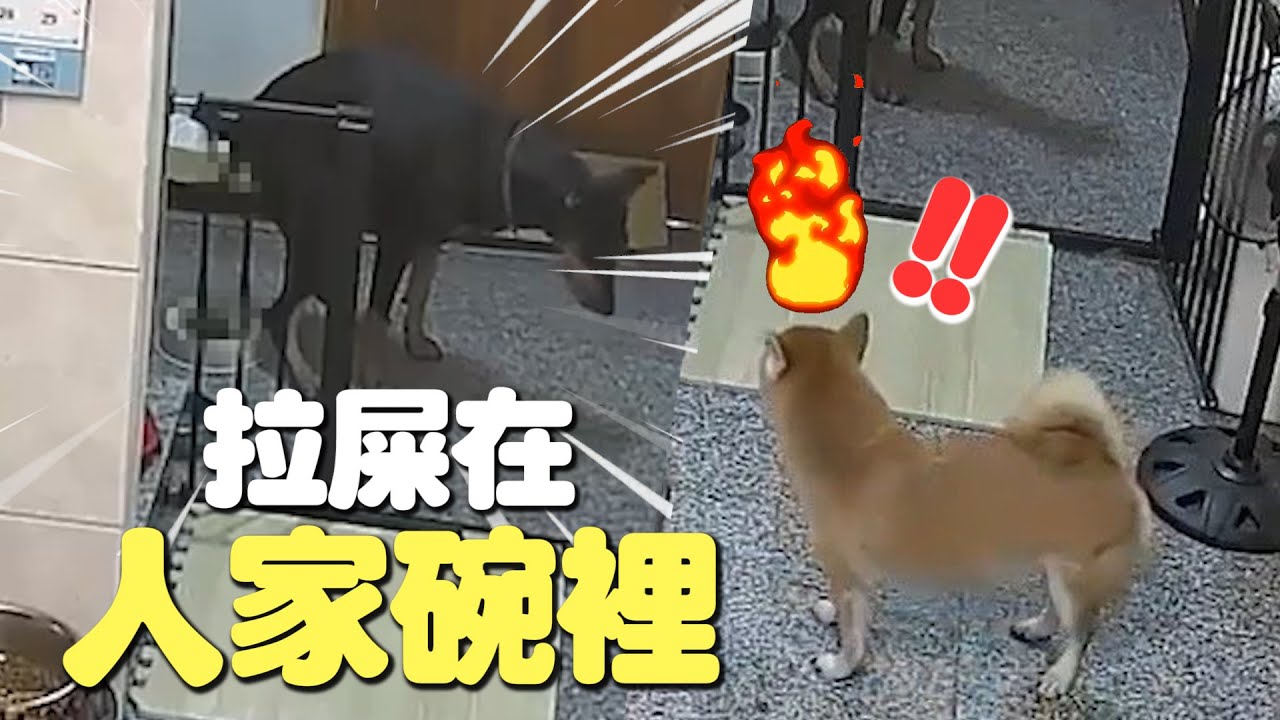 杜賓犬「精準拉屎」進飼料碗💩惹怒柴犬姐...饋背上求原諒｜寵物動物｜狗｜萌寵｜精選影片