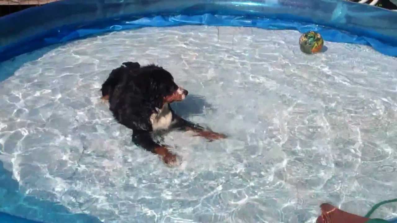 My Bernese Mountain puppy 