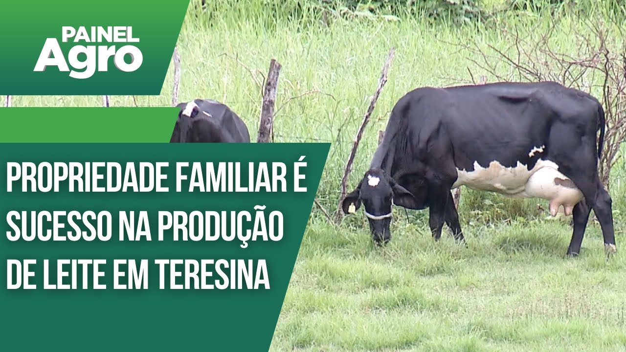 Propriedade familiar é sucesso na produção de leite em Teresina