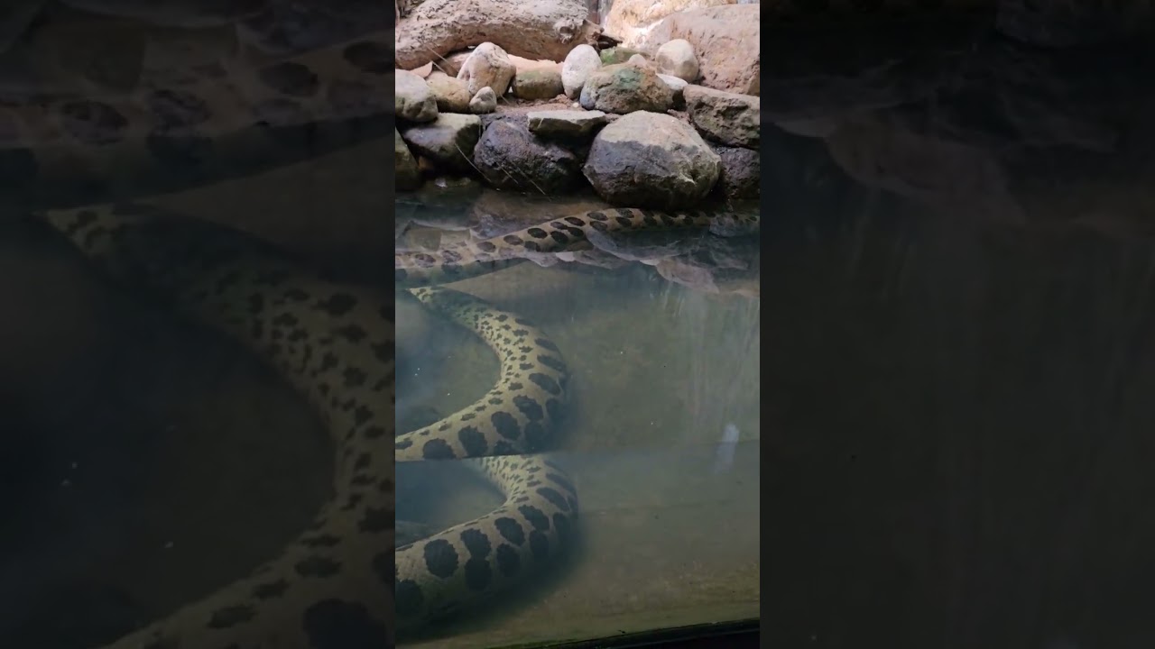 Anaconda in trivandrum zoo #shorts #trivandrumzoo #trivandrum #musium #snake  #anacondasnake #viral
