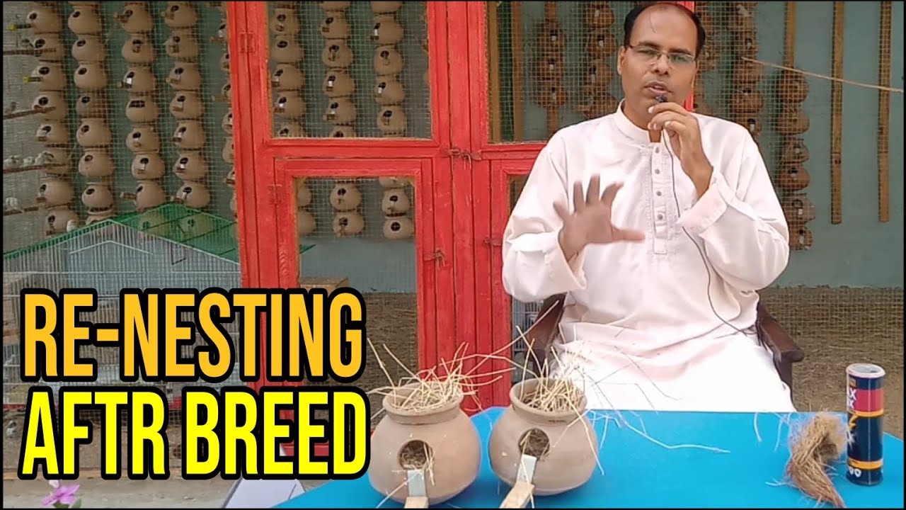 After Breed Matki ki Safai and Re-Nesting | How to clean matki | in Urdu Hindi | Zaheer Birds