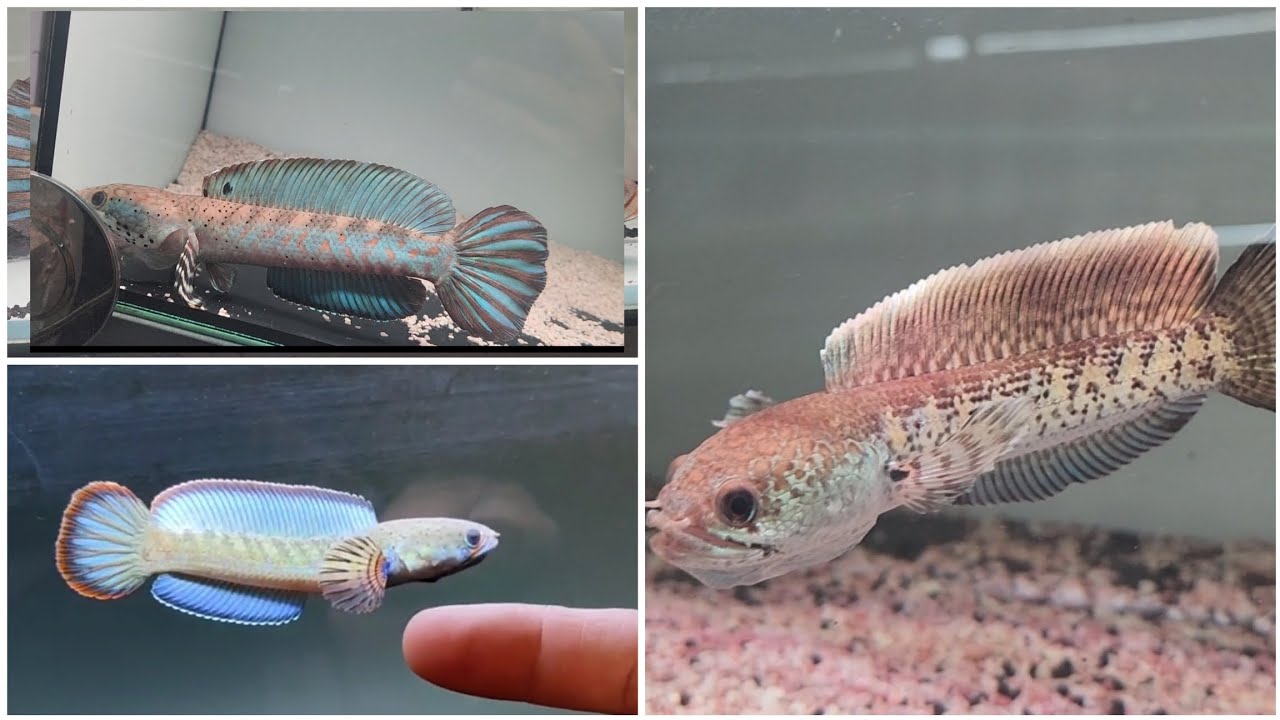 TỔNG HỢP + BÁO GIÁ CÁ LÓC CẢNH ĐẦU THÁNG 11/2025 TẠI TY CHANNA SHOP #cácảnh #tychanna 