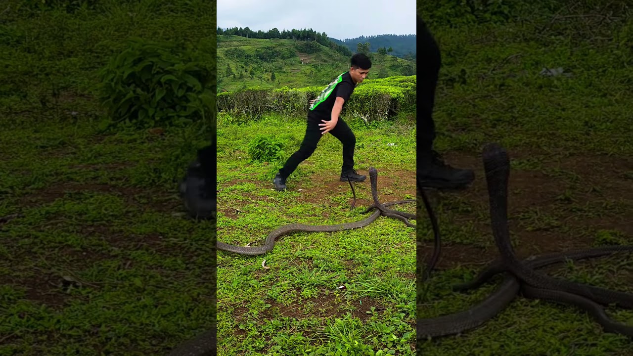 3 Cobras + 1 Chair = Pure Nature Drama! 😳🐍 