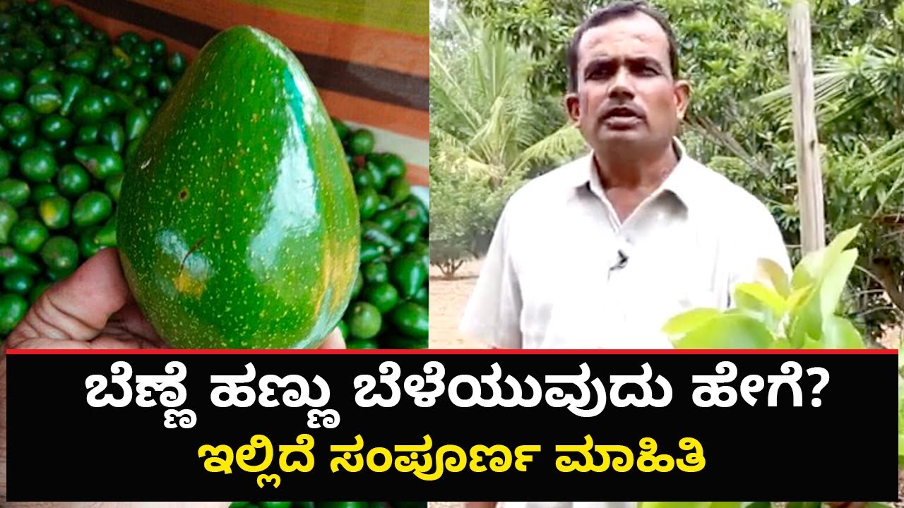 Avocado Fruit Farming Information Guide | Vijay Karnataka
