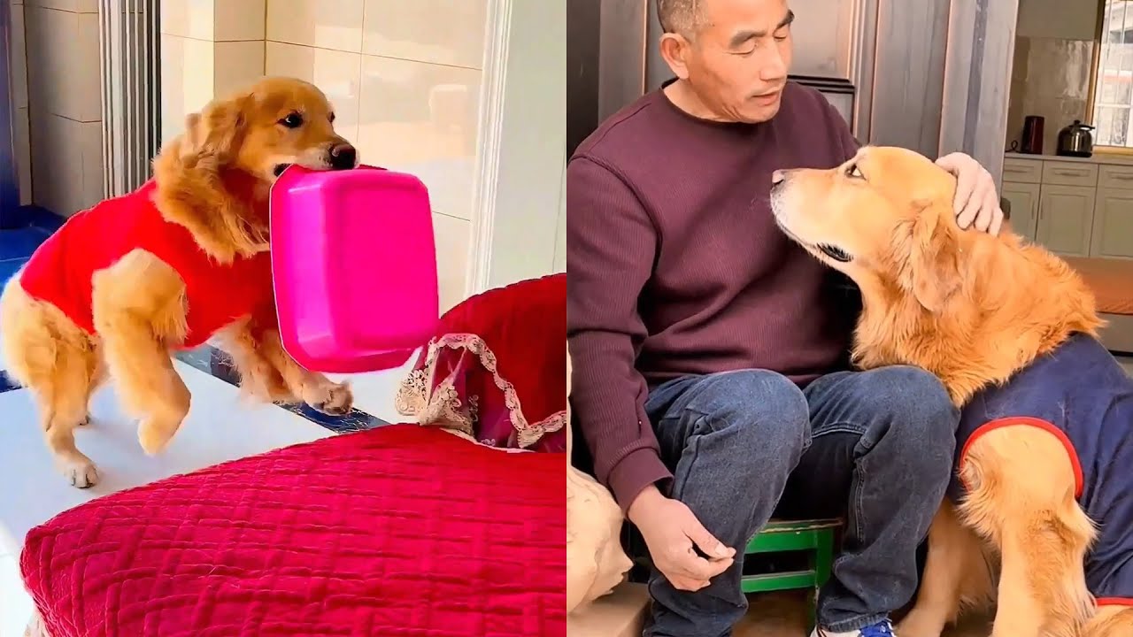 Маомао приходится есть из большой миски!❤️#聪明旺豆豆