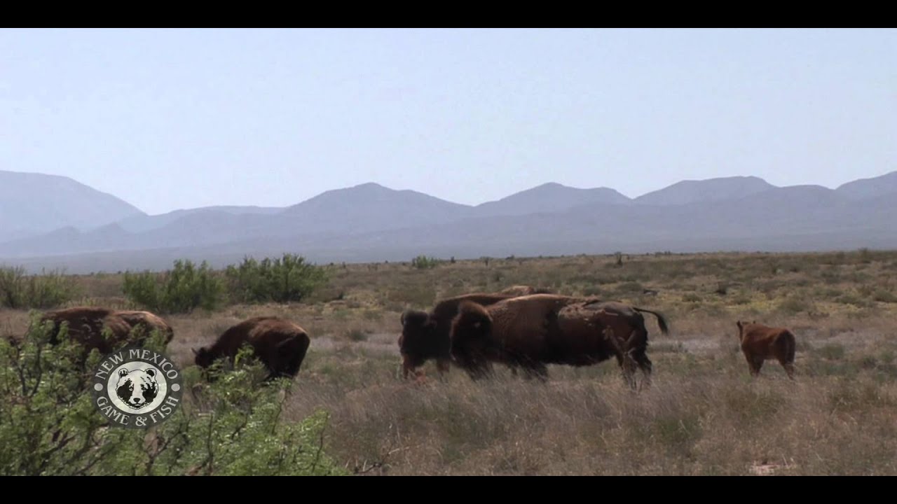 Visit the Armendaris Ranch