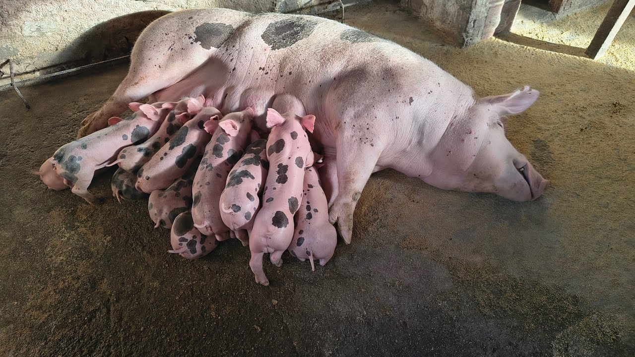 Qual as medidas de gaiola maternidade.#suinocultura 