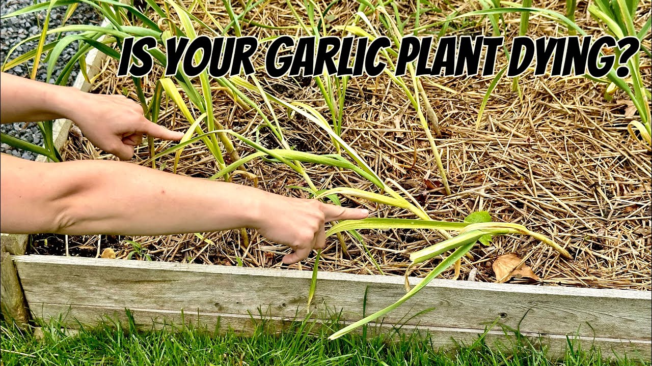 7 Reasons Your Garlic Plant Is Falling Over