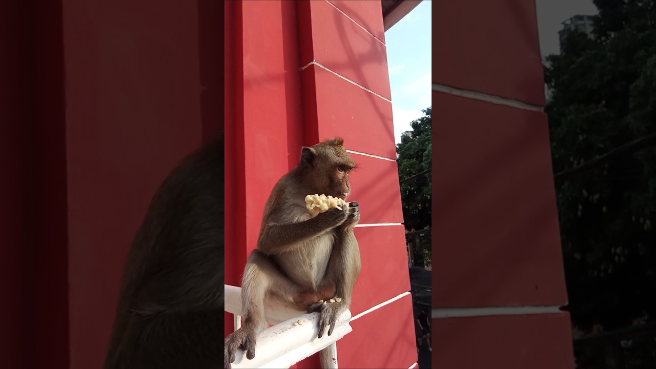 The monkey Queen