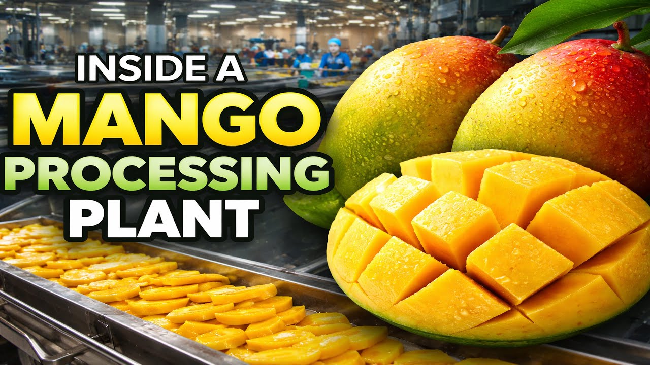 Inside a Modern Mango Processing Plant | From Farm to Perfect Mango Slices