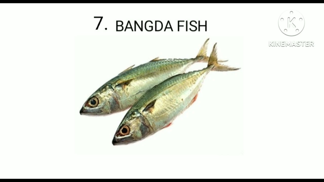 cet agri practical exam imp topic fishery