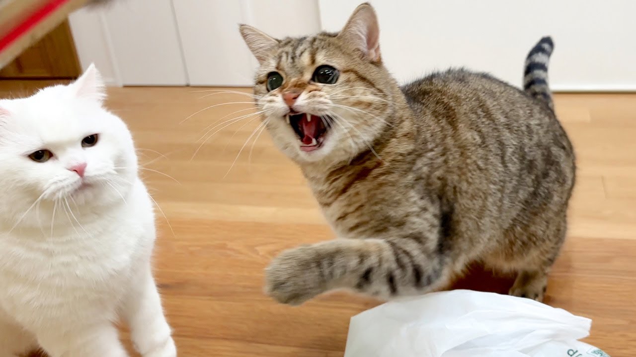 隣で突然「シャー！」されて困惑する猫…笑