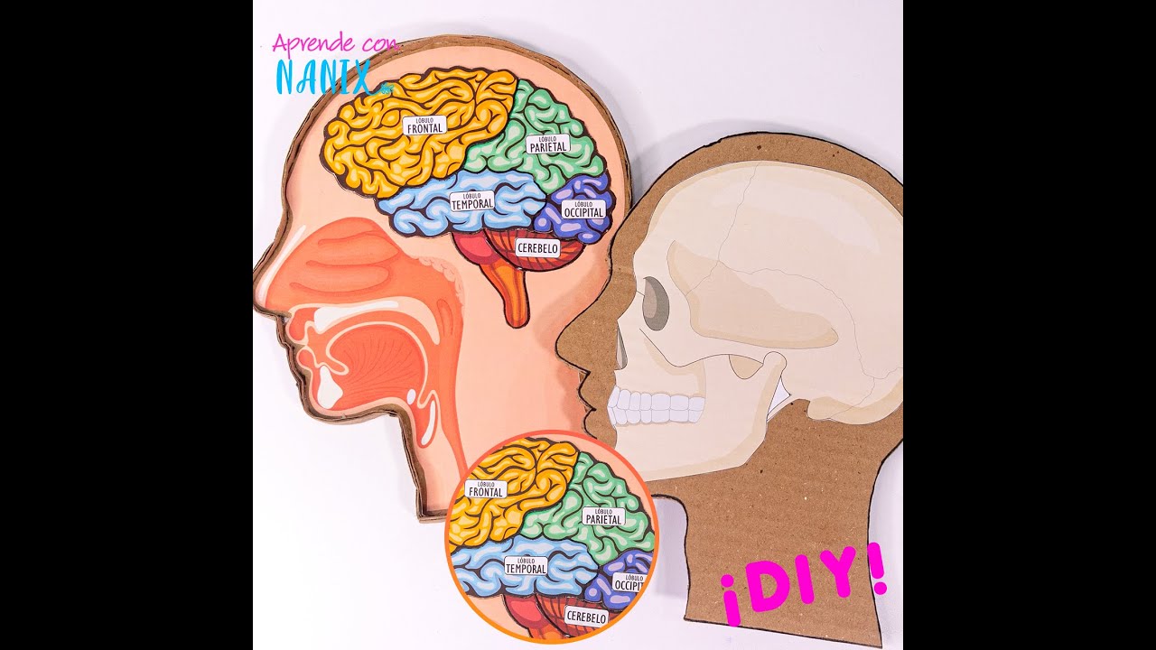 Ojalá me hubiesen enseñado las partes del Cerebro así.