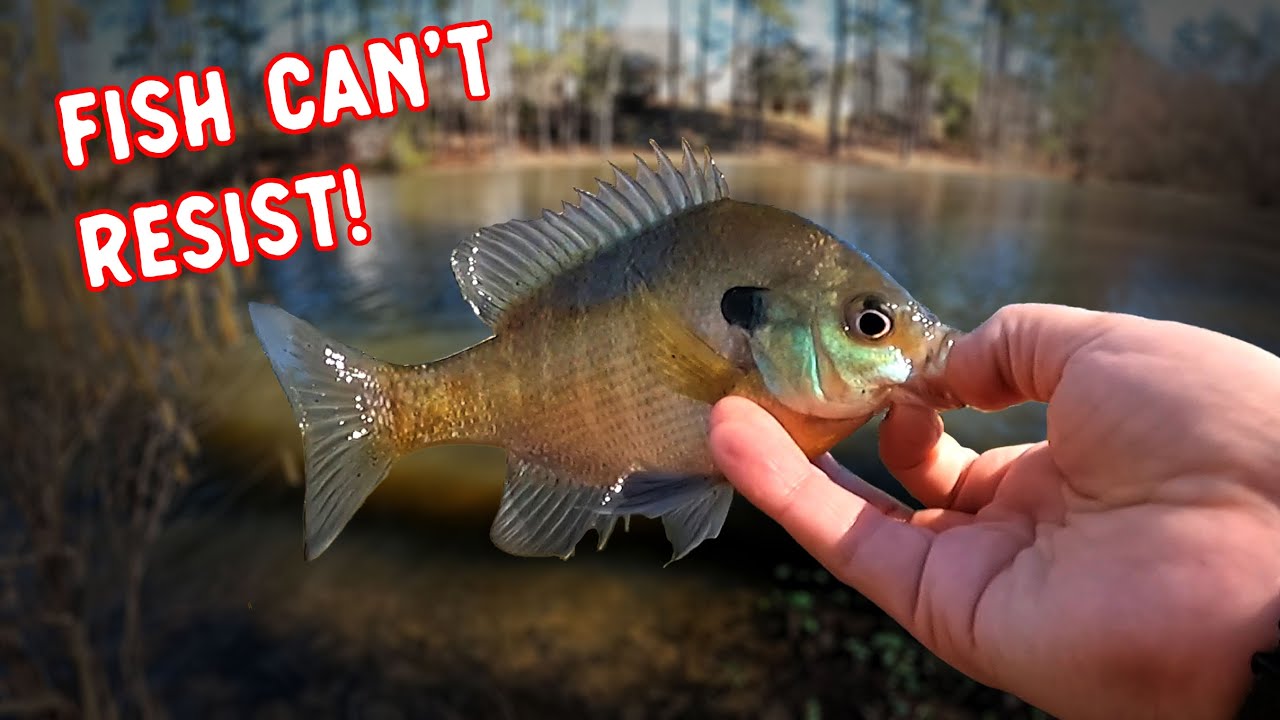 Catch More Panfish in 1 Move (No Fancy Equipment)
