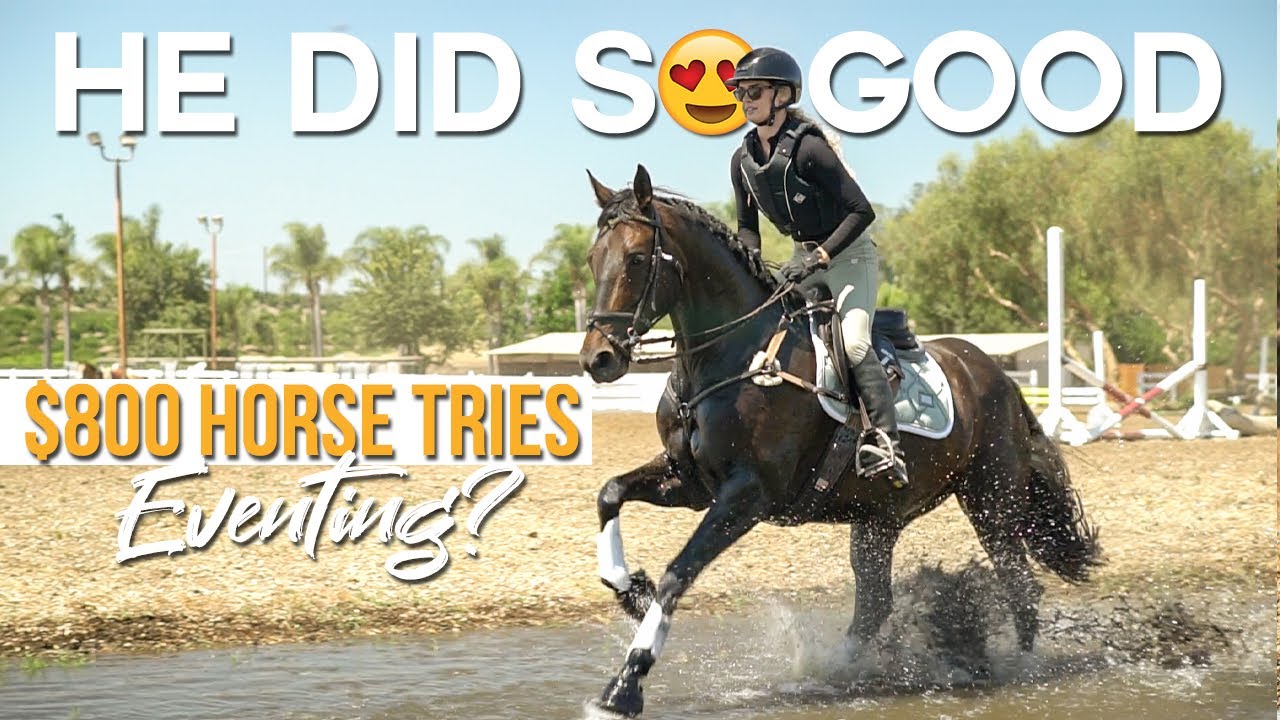 Kill Pen Rescue Tries EVENTING?! Off-property Schooling Show | ZL Equestrian