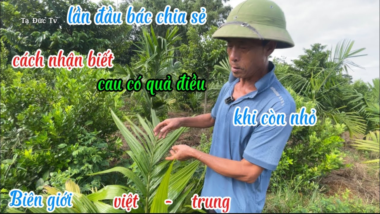 cách nhận biết cau giống tốt ở trên ...?