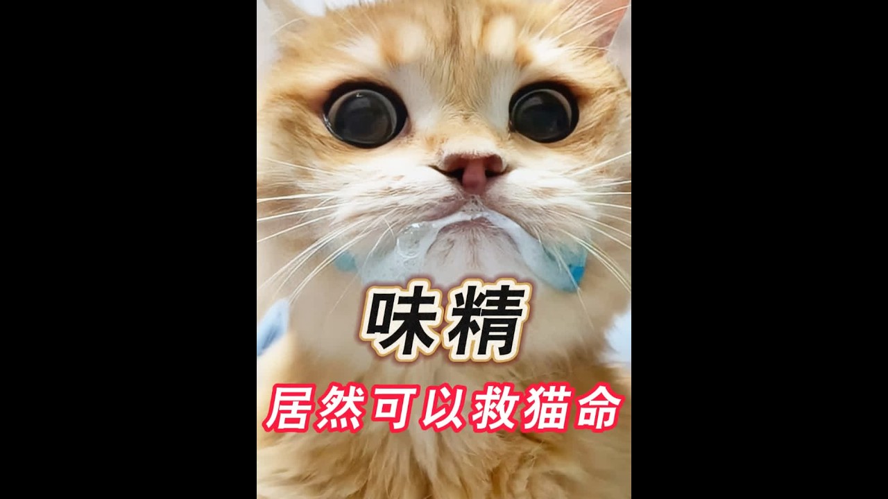 味精居然可以救猫命～ #新手养猫 #养猫经验分享 #科学养猫 #养猫知识 #猫咪驱虫