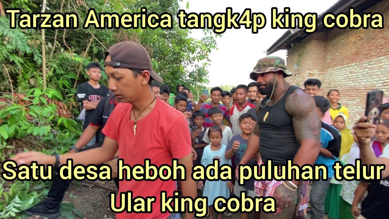 HEBOH SATU DESA TARZAN AMERICA EVAKUASI ULAR KING COBRA DAN PULUHAN TELUR DI SARANG NYA
