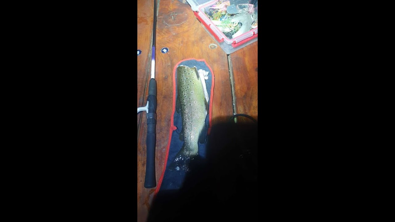 cleaning a Huge brown trout and catching lots of river blackfish