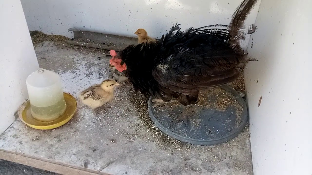 Tavuklarda Bit sorunu ve doğal çözümü