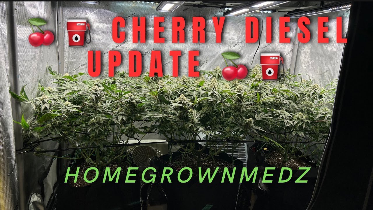 Cherry Diesel Update and CLONE TRANSPLANT! PHENO HUNT!