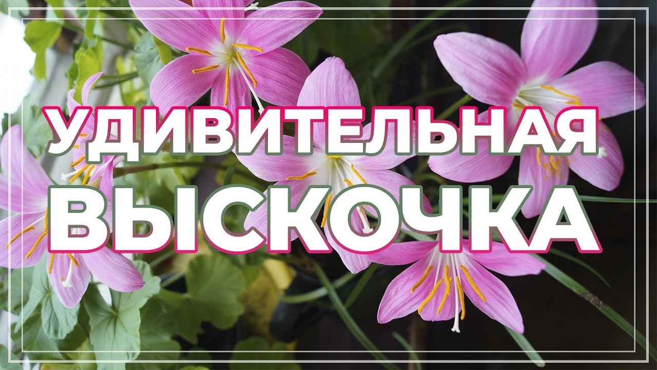 Неожиданно зацвела выскочка. Цветение зефирантеса