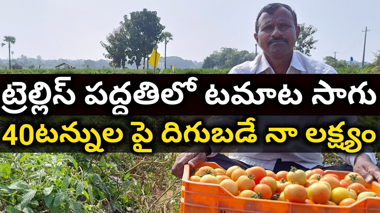 Tomato Cultivation By Stacking Method|Tomato Cultivation in Trellis System|Tomato Cultivation|