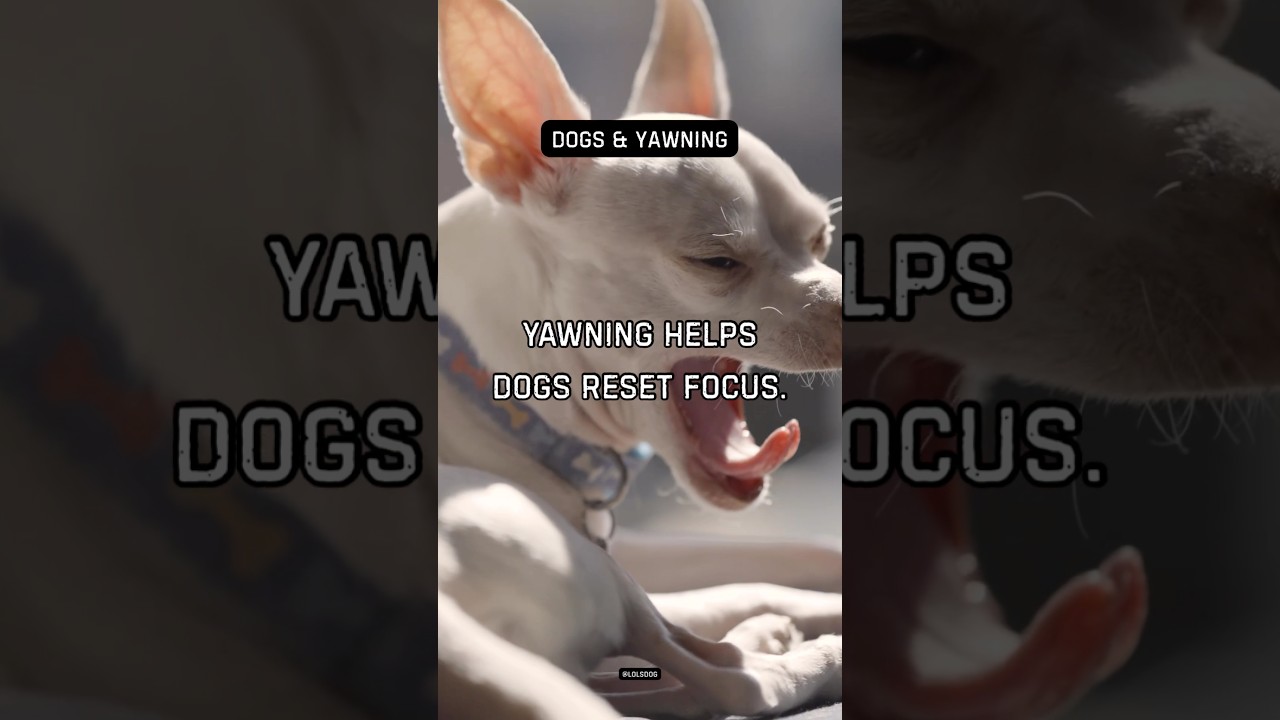 Yawning helps dogs reset focus. Nervous system regulation.