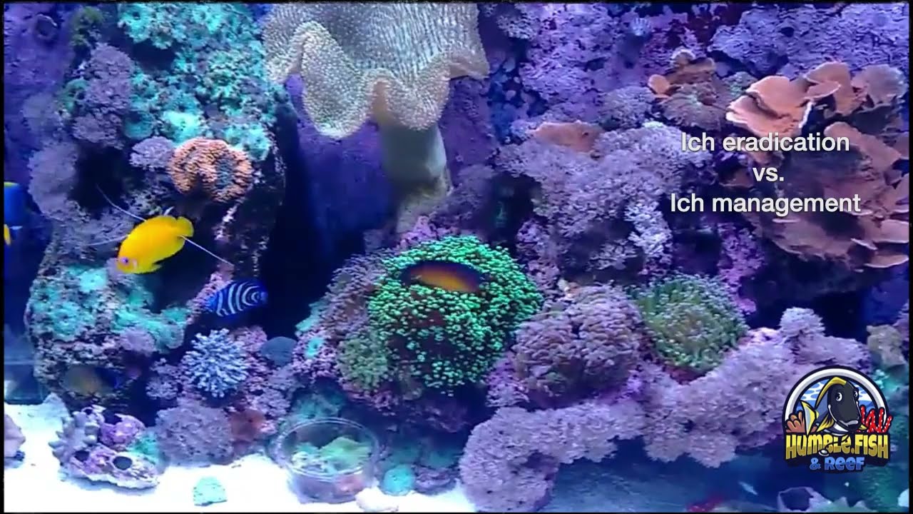 Ich eradication vs. Ich management