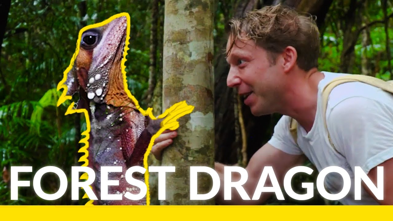 Meet The Ultimate Rainforest Lizard!