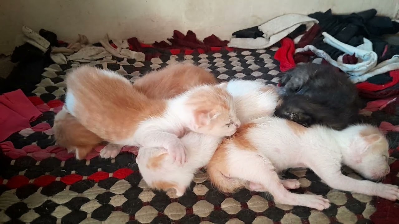 It's really cute, The little kittens are sleeping together after milk 