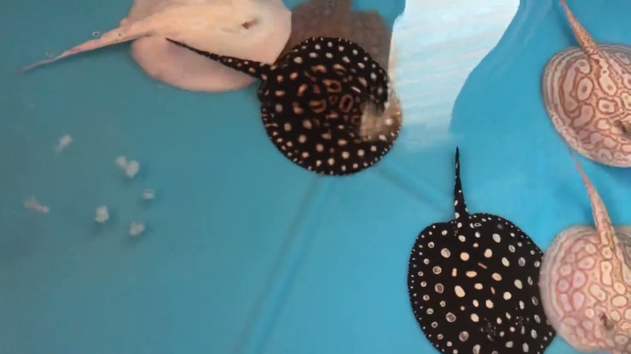 Snow leopard stingray feeding with golden/red base albino pearls+BD +BD hybrid. Future breeders 😍