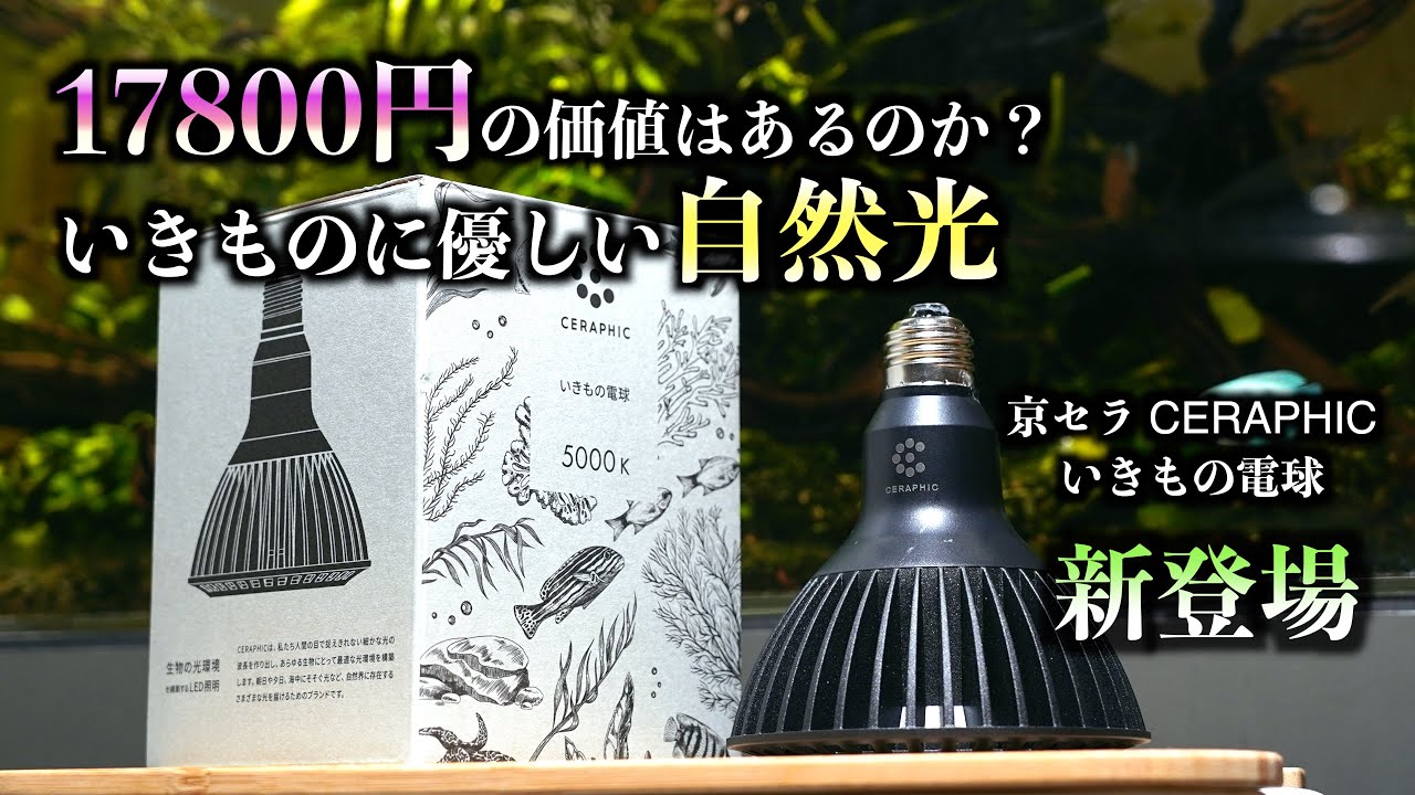 【高い？安い？】水族館で使われているあの商用ライトが登場！京セラ CERAPHIC 