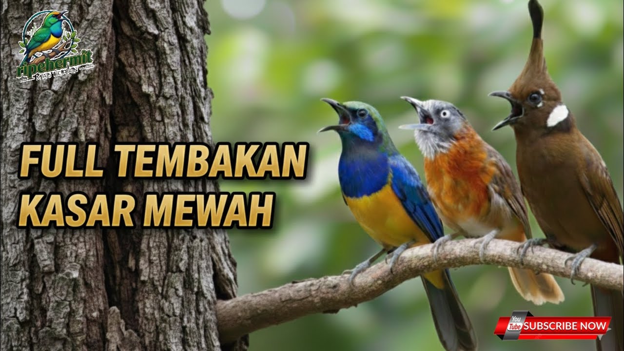 🔴ISIAN MAHAL‼️ KASAR MEWAH - CUCAK CUNGKOK TEPUS KEPALA ABU CILILIN cocok buat murai batu ijo cendet