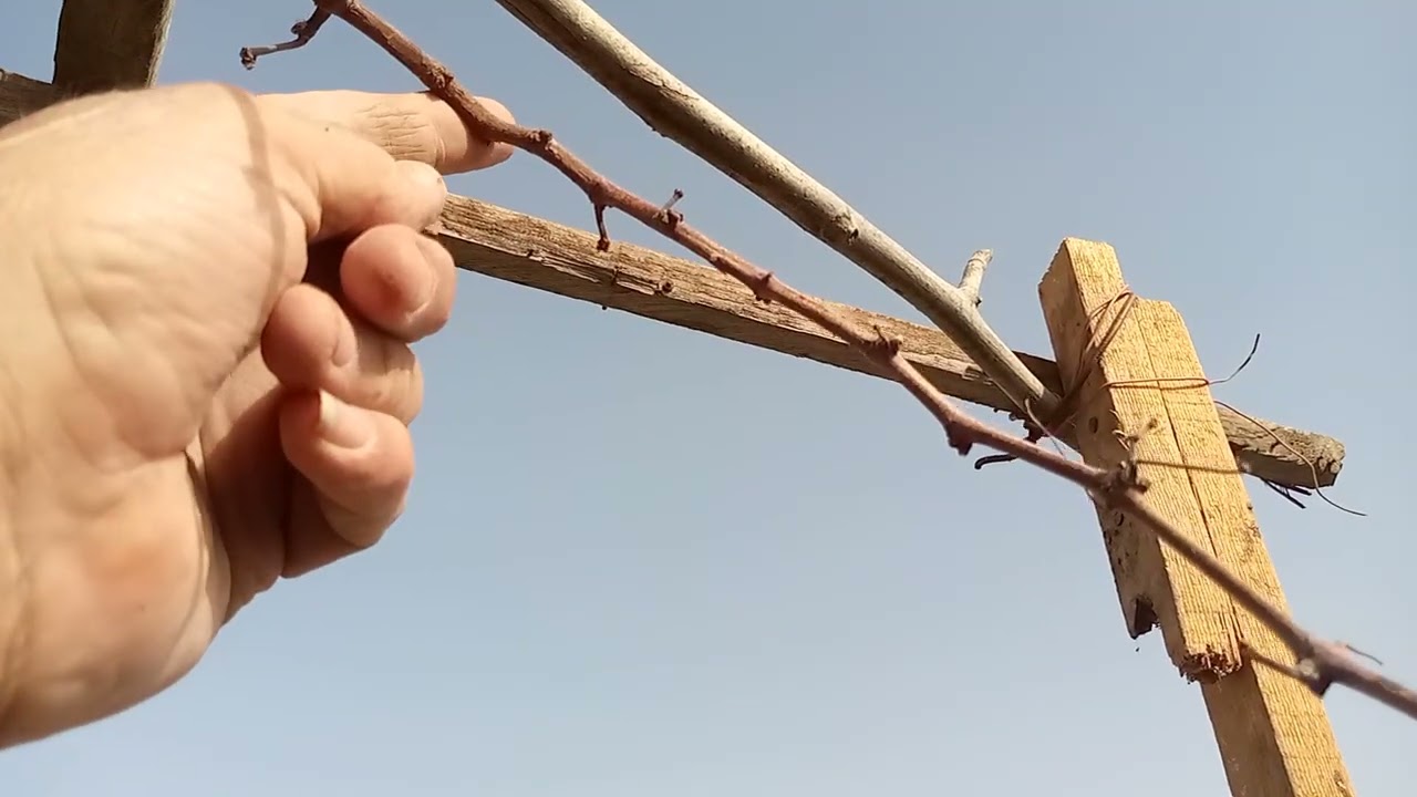 طريقه تقليم العنب ومداد العنب على الكعبه وجمعه مباركه عليكم 